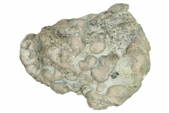 Ordovician Chaetetid Sponge (Solenopora) Fossil - Kentucky #270379